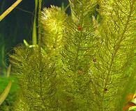 Myriophyllum hippuroides