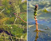 Myriophyllum sibiricum