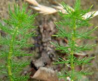 Myriophyllum ussuriense