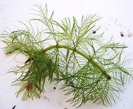 Myriophyllum verticillatum