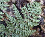 Myriopteris clevelandii