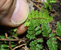 Myriopteris lanosa