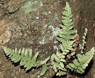 Myriopteris newberryi