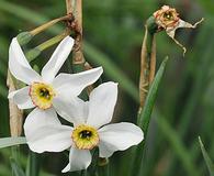 Narcissus poeticus