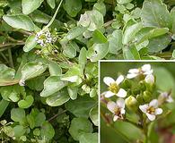 Nasturtium officinale