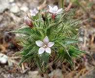 Navarretia atractyloides