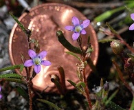 Navarretia leptalea