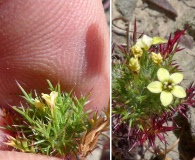 Navarretia nigelliformis