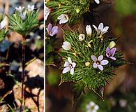 Navarretia rosulata