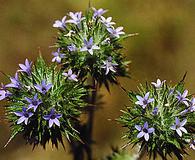 Navarretia squarrosa