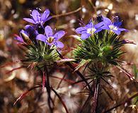 Navarretia viscidula