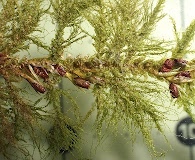 Neckera menziesii