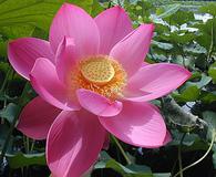 Nelumbo nucifera