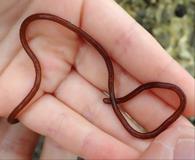 Nemalion elminthoides