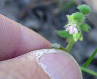 Nemophila breviflora