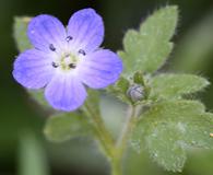 Nemophila pulchella