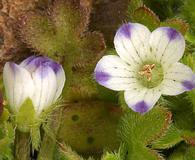 Nemophila spatulata