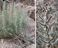 Neokochia americana