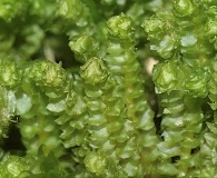 Neoorthocaulis floerkei