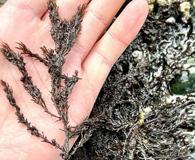 Neorhodomela aculeata