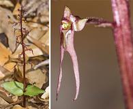 Neottia bifolia