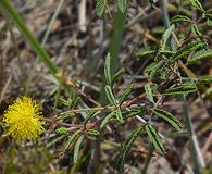 Neptunia lutea