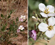 Nerisyrenia camporum