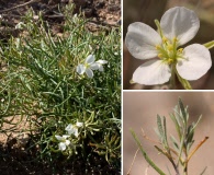 Nerisyrenia linearifolia