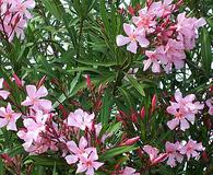 Nerium oleander