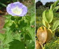 Nicandra physalodes