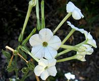 Nicotiana acuminata