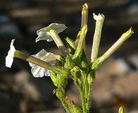 Nicotiana attenuata