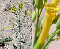 Nicotiana glauca