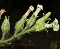 Nicotiana obtusifolia