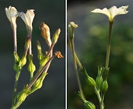 Nicotiana repanda