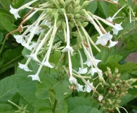 Nicotiana tabacum