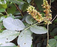 Nissolia fruticosa