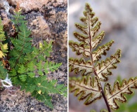 Notholaena lemmonii