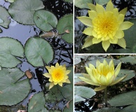 Nymphaea mexicana