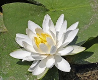 Nymphaea odorata