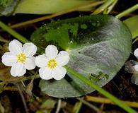 Nymphoides cordata