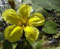 Nymphoides peltata