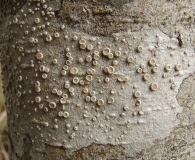 Ochrolechia laevigata