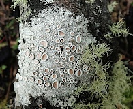 Ochrolechia pallescens