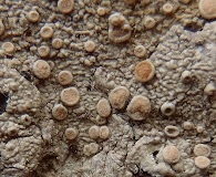 Ochrolechia trochophora