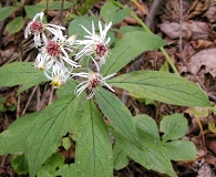 Oclemena acuminata