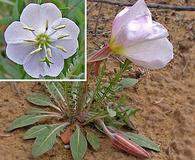 Oenothera albicaulis