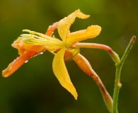 Oenothera anomala