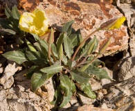 Oenothera brachycarpa