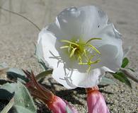 Oenothera californica